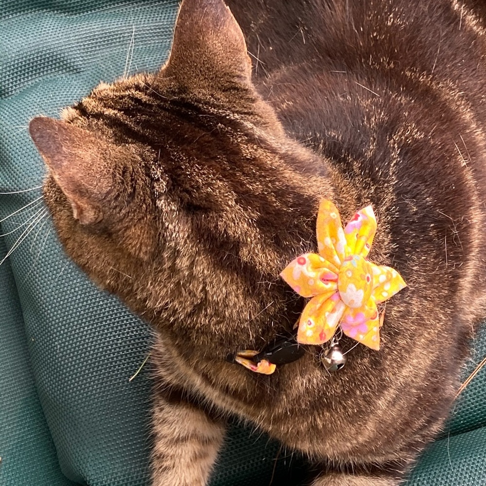 Handmade fabric calico Cat daisy breakaway collar with bell red or blue